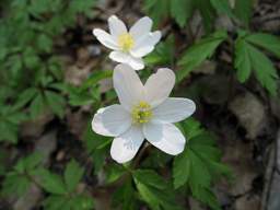 Windflower (Anemone nemorosa)