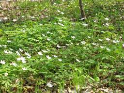 Windflower (Anemone nemorosa)