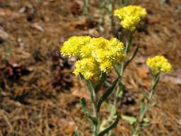 бессмертник песчаный (Helichrysum arenarium)