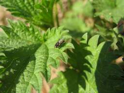 Fly on nettles