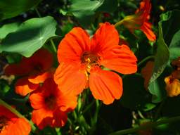 настурция (Tropaeolum)