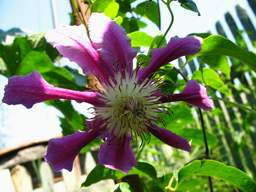 клематис (Clematis)