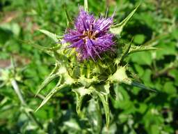 Расторопша пятнистая (Silybum marianum)