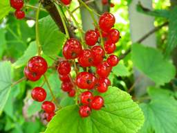 красная смородина (Ribes rubrum)