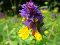 Марьянник дубравный (Иван-да-марья, Melampyrum nemorosum)