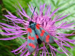 Пестрянка таволговая (Zygaena filipendulae)