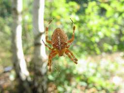 паук-крестоносец (Крестовик - Araneus diadematus)