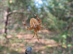 Крестовик (Araneus diadematus)