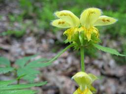 Yellow Archangel (Lamiastrum galeobdolon)