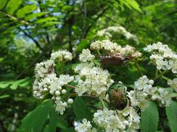 chafer (Cetonia aurata) and cockchafer (Melolontha)