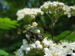 chafer