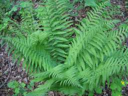 fern