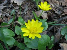 Lesser celandine (Ranunculus ficaria)