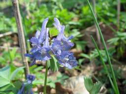 Corydalis solida