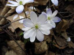 Печёночница благородная (Hepatica nobilis)