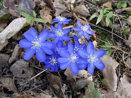 Печёночница благородная (Hepatica nobilis)