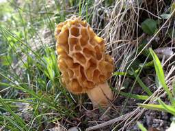 Сморчок (Morchella esculenta Pers)