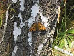 Многоцветница садовая (Nymphalis polychloros lepidoptera)