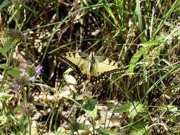 Махаон (Papilio machaon)