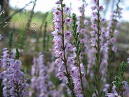 Верас (Calluna vulgaris)