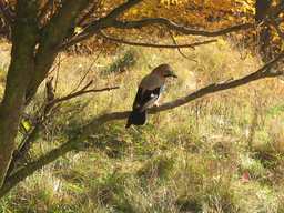 сойка (Garrulus glandarius)