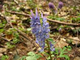 Ряст плотный (Хохлатка плотная, Corydalis solida)