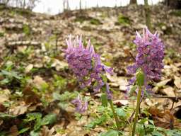 Ряст плотный (Хохлатка плотная, Corydalis solida)