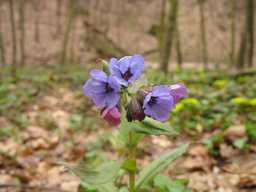 Мядунка (Pulmonaria)