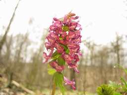 Чубатка шчыльная (Corydalis solida)