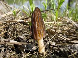 Сморчок конический (Morchella conica)