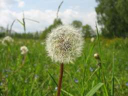 одуванчик (Taraxacum)