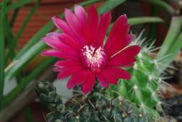 Гимнокалициум (Gymnocalycium) цветущий