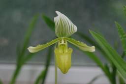 Венерин башмачок (Cypripedium)