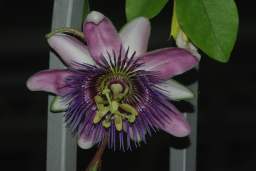 Пассифлора / Страстоцвет (Passiflora caerulea)