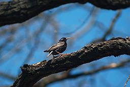 скворец (Sturnus vulgaris)