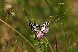 Галатея (Melanargia galathea) на короставнике (Knautia)