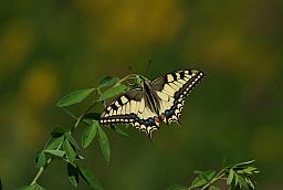 Махаон (Papilio machaon)