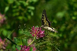 Махаон (Papilio machaon)