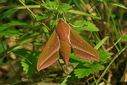 Бражник средний винный (Deilephila elpenor)