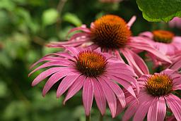 Эхинацея (Echinacea)