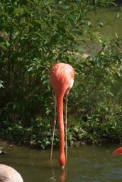 Красный фламинго (Phoenicopterus ruber) в Московском зоопарке