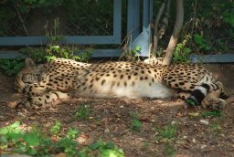 Гепард (Acinonyx jubatus) у Маскоўскім заапарку