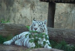 Белы бенгальскі тыгр (Panthera tigris tigris var. Alba) у Маскоўскім заапарку