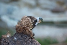 Чорны грыф (Aegypius monachus) у Маскоўскім заапарку