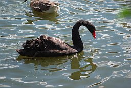 Чорны лебедзь (Cygnus atratus) у Маскоўскім заапарку