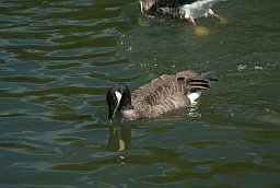 Канадская казарка (Branta canadensis) у Маскоўскім заапарку