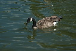 Канадская казарка (Branta canadensis) у Маскоўскім заапарку