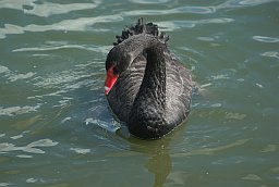 Чорны лебедзь (Cygnus atratus) у Маскоўскім заапарку