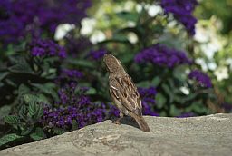 Верабей (Passer domesticus)