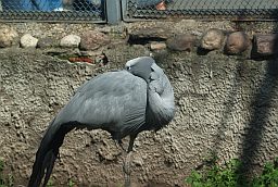 Райскі журавель (Anthropoides paradisea) у Маскоўскім заапарку